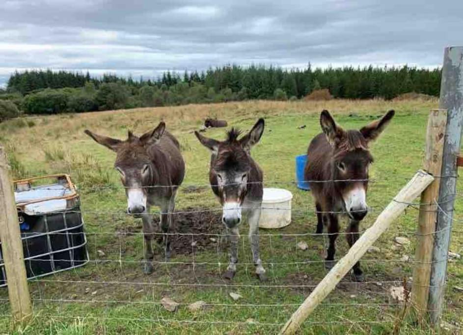 Bumblebee Cottage Donegal Town Esterno foto